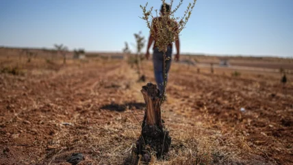عشرون مليون شجرة زيتون.. وصحراء