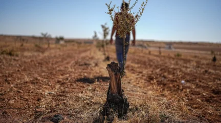 عشرون مليون شجرة زيتون.. وصحراء
