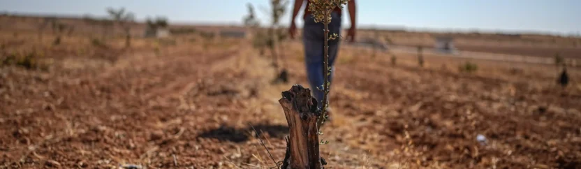 عشرون مليون شجرة زيتون.. وصحراء