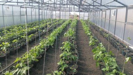 زراعة بلا أرض: كيف تبحث سوريا عن غذائها خارج التربة