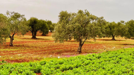 الأمطار تنعش الزراعة في ريف إدلب.. الحياة عادت للأرض بعد سنوات من الجفاف