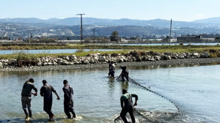 “نبدأ من نقطة الصفر”.. معركة إحياء السمك في سهل الغاب