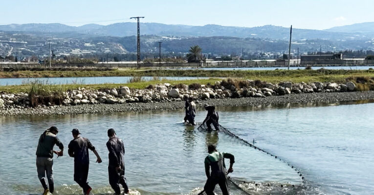 “نبدأ من نقطة الصفر”.. معركة إحياء السمك في سهل الغاب