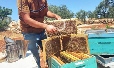 من سهل إلى جبل.. رحلة النحل في مواجهة الجفاف والمبيدات