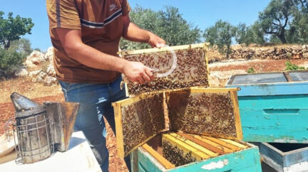 من سهل إلى جبل.. رحلة النحل في مواجهة الجفاف والمبيدات