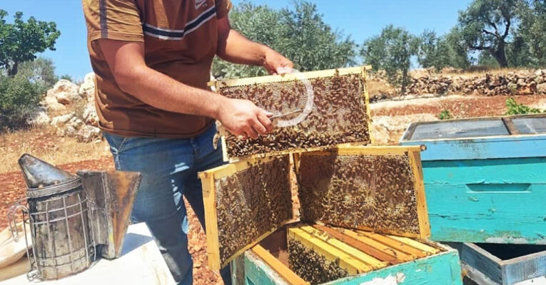 من سهل إلى جبل.. رحلة النحل في مواجهة الجفاف والمبيدات