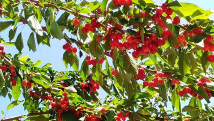 المطر يعيد الكرز إلى جبل الزاوية