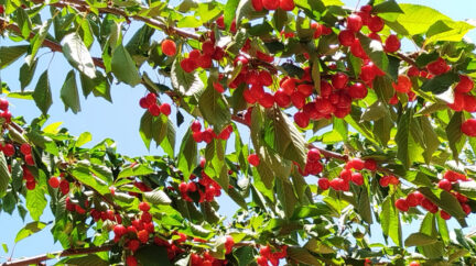 المطر يعيد الكرز إلى جبل الزاوية