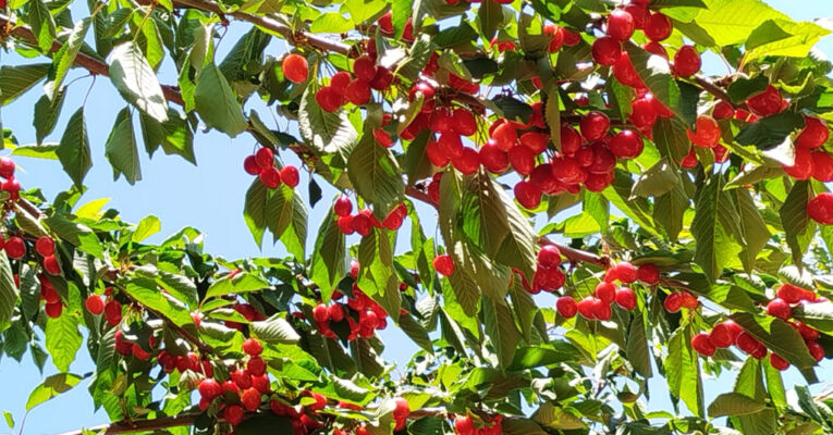 المطر يعيد الكرز إلى جبل الزاوية