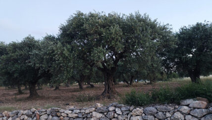 بياض على أغصان الزيتون.. أثرٌ آخر للتغيرات المناخية