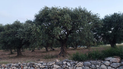 بياض على أغصان الزيتون.. أثرٌ آخر للتغيرات المناخية