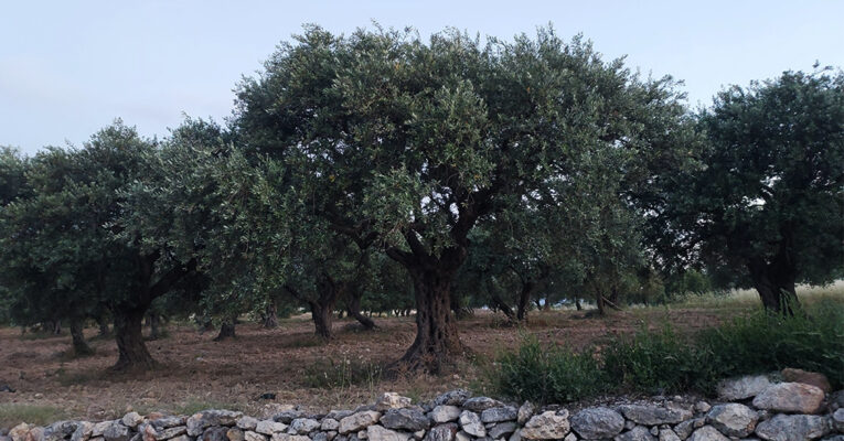 بياض على أغصان الزيتون.. أثرٌ آخر للتغيرات المناخية