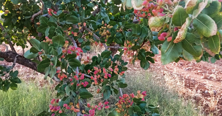 قطاف قبل النضج  يزيد خسائر موسم الفستق الحلبي في حماة