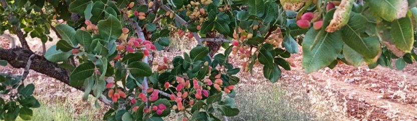قطاف قبل النضج  يزيد خسائر موسم الفستق الحلبي في حماة